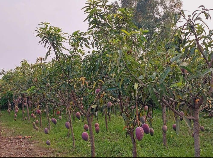 Premium Agricultural Land for Sale in Visavadar – 32.5 Vigha Prime Location